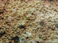 Montipora cf. verrilli 2