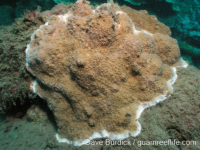 Montipora cf. verrilli 2