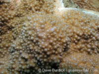 Montipora cf. verrilli 2