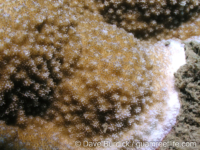 Montipora cf. verrilli 2