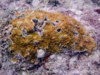Montipora cf. verrilli 2
