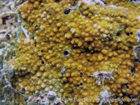 Montipora cf. verrilli 2