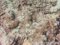 Montipora cf. verrilli 2