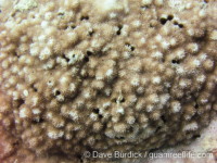 Montipora cf. verrilli 2