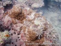 Montipora cf. verrilli 2