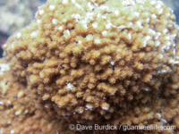 Montipora cf. verrilli 2