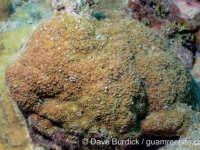 Montipora cf. verrilli 2