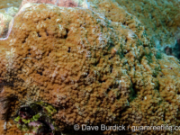 Montipora cf. verrilli 2