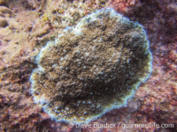 Montipora cf. verrilli 2