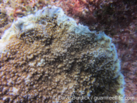 Montipora cf. verrilli 2