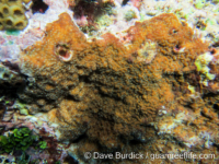 Montipora colei