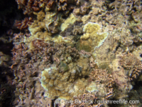 Montipora colei
