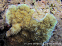 Montipora colei
