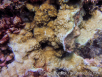 Montipora colei