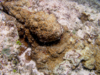 Montipora colei