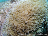 Montipora conicula