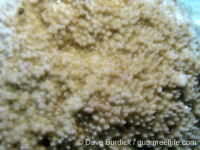 Montipora conicula