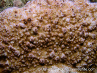 Montipora conicula