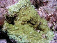 Montipora conicula