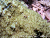 Montipora conicula