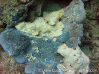 Montipora danae