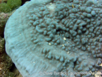 Montipora danae