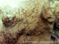 Montipora danae
