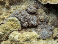 Montipora danae
