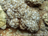 Montipora danae