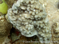 Montipora danae