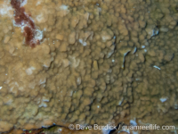 Montipora danae