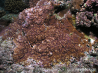 Montipora efflorescens sensu Randall