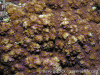 Montipora efflorescens sensu Randall