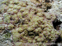 Montipora efflorescens sensu Randall