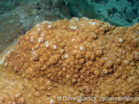 Montipora efflorescens sensu Randall