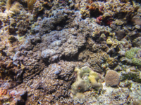 Montipora efflorescens sensu Randall