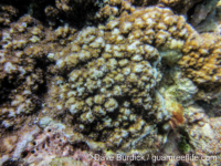 Montipora efflorescens sensu Randall