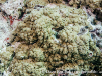 Montipora cf. efflorescens sensu Randall (Wallis)