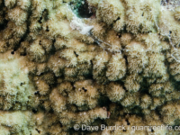 Montipora efflorescens sensu Randall (Wallis)