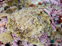 Montipora efflorescens sensu Randall (Wallis)