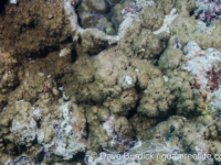Montipora cf. efflorescens sensu Randall (Wallis)