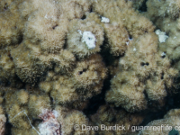 Montipora cf. efflorescens sensu Randall (Wallis)