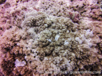 Montipora cf. efflorescens sensu Randall (Wallis)