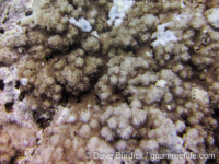 Montipora cf. efflorescens sensu Randall (Wallis)