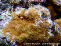 Montipora floweri sensu Randall