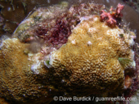 Montipora floweri sensu Randall