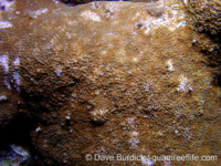 Montipora floweri sensu Randall