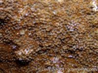 Montipora floweri sensu Randall