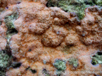 Montipora floweri sensu Randall