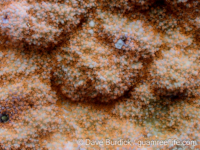 Montipora floweri sensu Randall